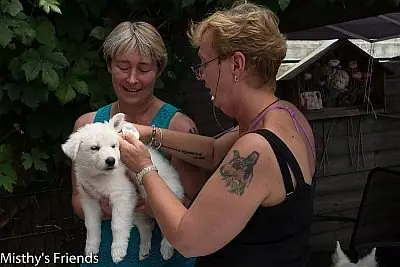 1 juli 2015 Zwitserse witte herder L nest Dierenarts bezoek pup Lovely Lana 1 juli 2015 Zwitserse witte herder L nest Dierenarts bezoek pup Lovely Lana