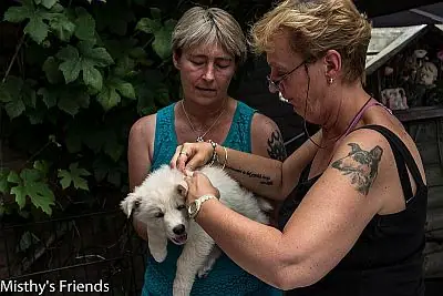 1 juli 2015 Zwitserse witte herder L nest Dierenarts bezoek pup Teef wit Lady Bo 1 juli 2015 Zwitserse witte herder L nest Dierenarts bezoek pup Teef wit Lady Bo