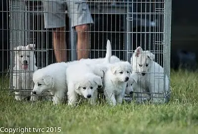 Eerste uitstapje 4 juli 2015 - L-nest 2015 - foto 3 Eerste uitstapje 4 juli 2015 - L-nest 2015 - foto 3