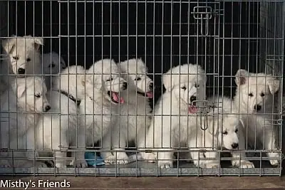 Eerste uitstapje 4 juli 2015 - L-nest 2015 - foto 7 Eerste uitstapje 4 juli 2015 - L-nest 2015 - foto 7