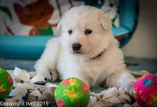 18 juni 2015 Misthy's Friends L nest pup Reu Paars 18 juni 2015 Misthy's Friends L nest pup Reu Paars