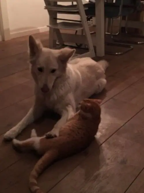 Misthy's Friends Fee (K-Nest) met de poes