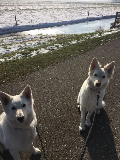 Misthy's Friends Fee (K-Nest) aan he wandelen