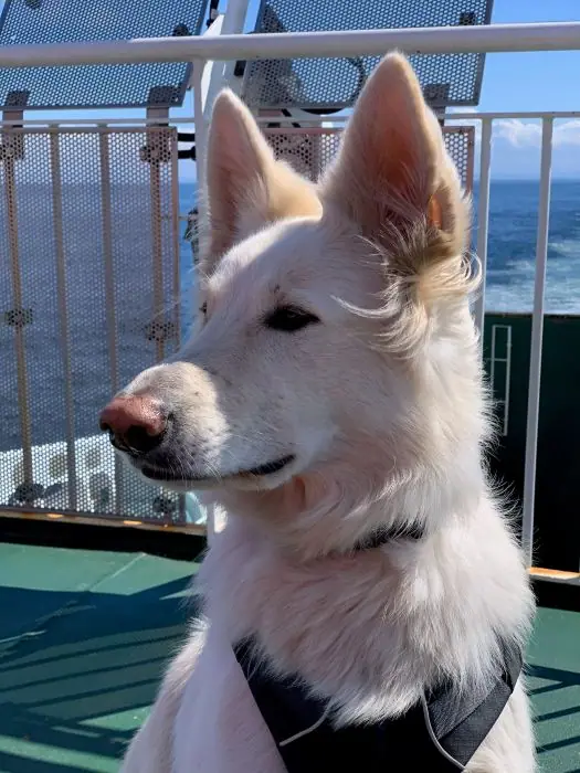 Luna Luna