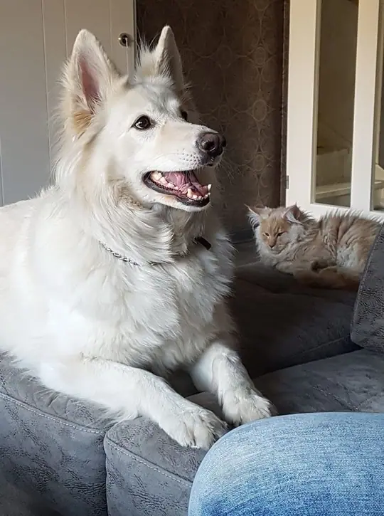 Misthy's Friends Khaleesi (K-Nest) maart 2020