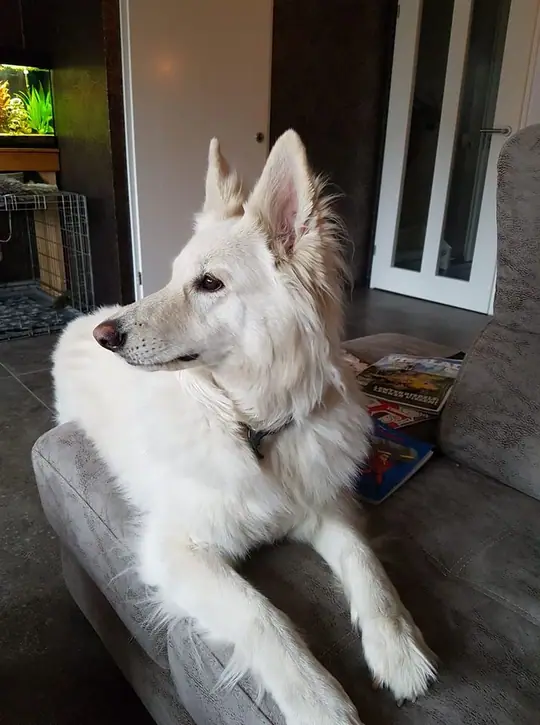 Misthy's Friends Khaleesi (K-Nest) mei 2020