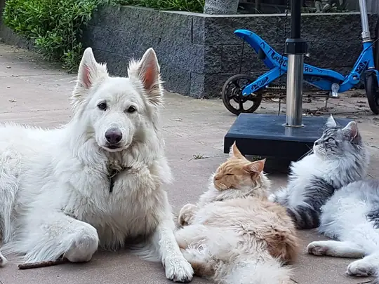Misthy's Friends Khaleesi (K-Nest) september 2020
