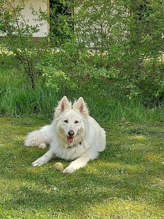 Misthy's Friends Khaleesi - foto 11