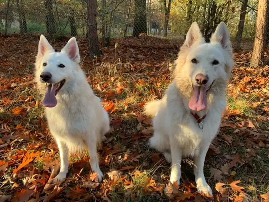 Maja em Yuki november 2018