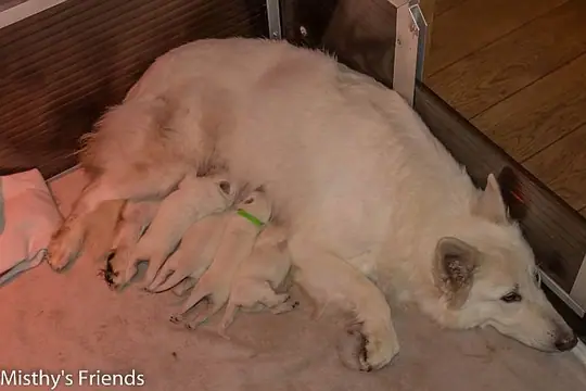 dag 2 M Nest dag 2 M Nest