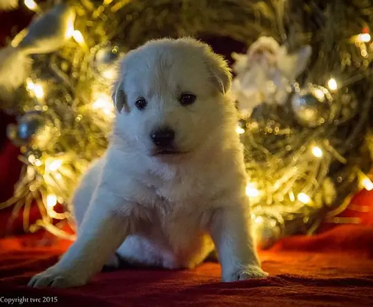 8 december 2015 Teef Rood 8 december 2015 Teef Rood