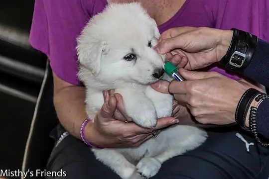 Chipper op bezoek 23 december 2015 Teef roze Mila Blanca Chipper op bezoek 23 december 2015 Teef roze Mila Blanca