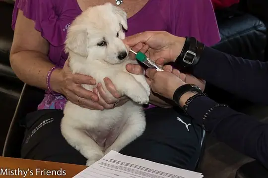 Chipper op bezoek 23 december 2015 Teef rood Mayka Chipper op bezoek 23 december 2015 Teef rood Mayka