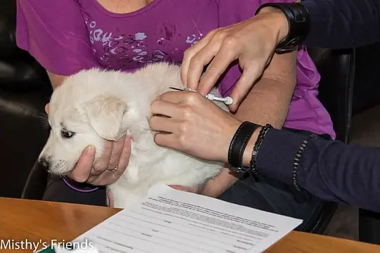 Chipper op bezoek 23 december 2015 Teef rood Mayka Chipper op bezoek 23 december 2015 Teef rood Mayka