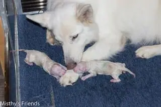 Verslag van de geboorte van het M nest op 17 november 2015 - M-nest 2015 - foto 4 Verslag van de geboorte van het M nest op 17 november 2015 - M-nest 2015 - foto 4