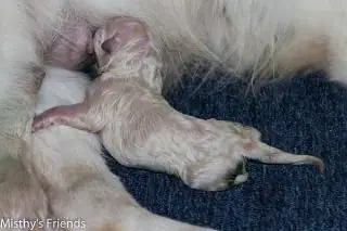 Verslag van de geboorte van het M nest op 17 november 2015 - M-nest 2015 - foto 5 Verslag van de geboorte van het M nest op 17 november 2015 - M-nest 2015 - foto 5