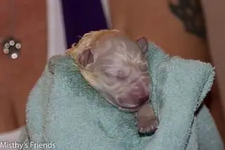 Verslag van de geboorte van het M nest op 17 november 2015 - M-nest 2015 - foto 16 Verslag van de geboorte van het M nest op 17 november 2015 - M-nest 2015 - foto 16