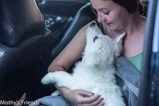Mysty's Friend Lady Bella in de auto