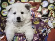 Zwitserse witte herder pup op 15 november 2016 Teef paars Zwitserse witte herder pup op 15 november 2016 Teef paars