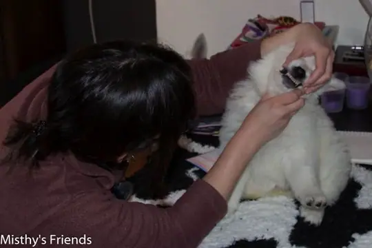 Zwitserse witte herder kennel krijgt bezoek van Dierenarts Pup Teef paars Nokita Zwitserse witte herder kennel krijgt bezoek van Dierenarts Pup Teef paars Nokita