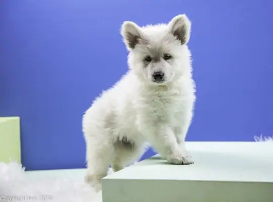 Foto shoot 22 november 2016 N nest pup Taro Foto shoot 22 november 2016 N nest pup Taro
