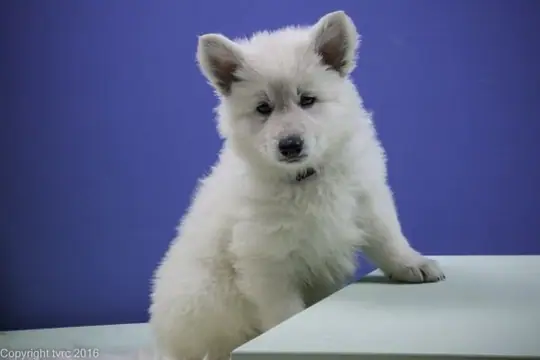 Foto shoot 22 november 2016 N nest pup Nikita Foto shoot 22 november 2016 N nest pup Nikita