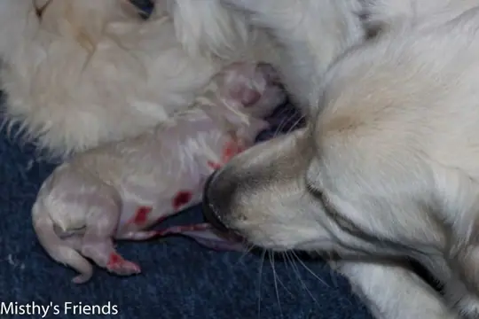 Misthy's Friends N nest het eerste pupje Misthy's Friends N nest het eerste pupje