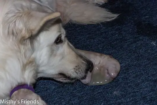 Zwitserse witte herder pupje 2 Zwitserse witte herder pupje 2