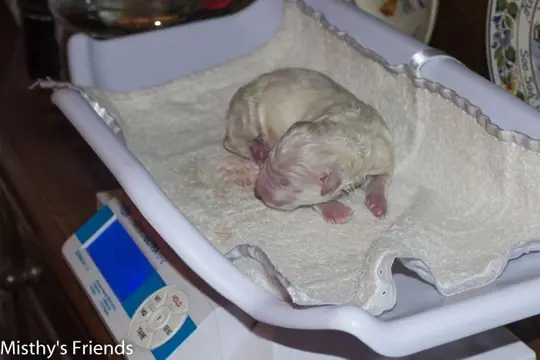 Pupje 2 wordt gewogen Pupje 2 wordt gewogen