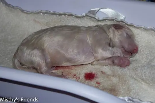 Zwitserse witte herder pupje nr 5 Zwitserse witte herder pupje nr 5