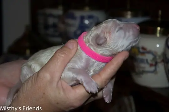Pupje 5 Pupje 5