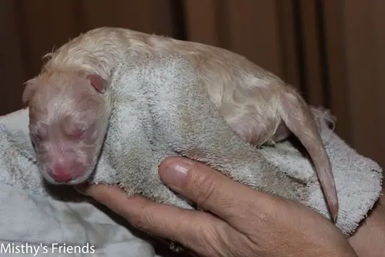 Pup 6 Pup 6