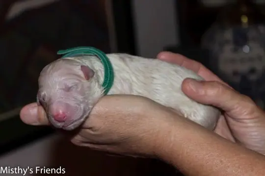 Zwitserse witte herder pup 9 uit het N nest Zwitserse witte herder pup 9 uit het N nest