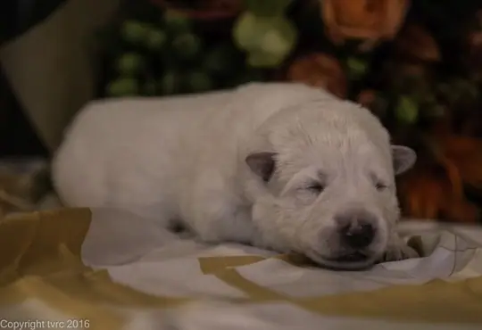 Zwitserse witte herder pup op 12 oktober 2016 Teef Paars Zwitserse witte herder pup op 12 oktober 2016 Teef Paars