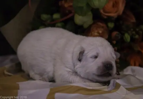 Zwitserse witte herder pup op 12 oktober 2016 Teef Zwart Zwitserse witte herder pup op 12 oktober 2016 Teef Zwart