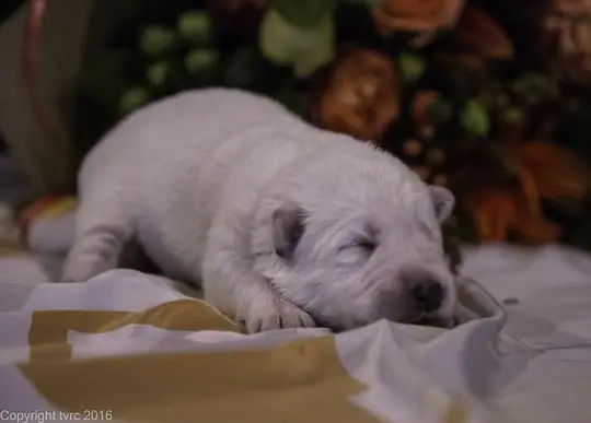 Zwitserse witte herder pup op 12 oktober 2016 Teef Bruin Zwitserse witte herder pup op 12 oktober 2016 Teef Bruin