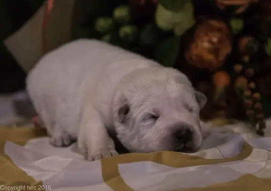 Zwitserse witte herder pup op 12 oktober 2016 Reu Rood Zwitserse witte herder pup op 12 oktober 2016 Reu Rood
