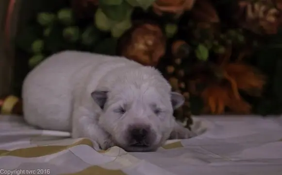 Zwitserse witte herder pup op 12 oktober 2016 Reu oranje Zwitserse witte herder pup op 12 oktober 2016 Reu oranje