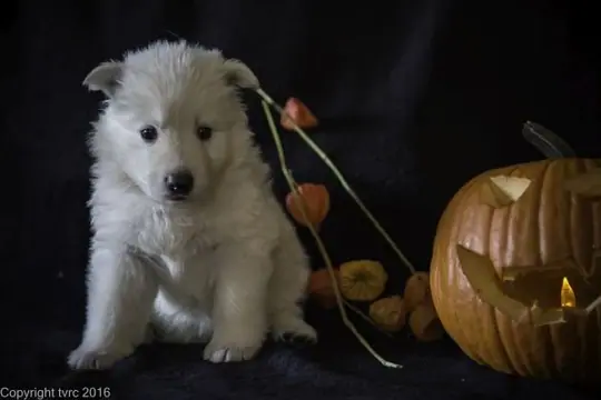 Zwitserse witte herder pup op 2 november 2016 Teef Paars Zwitserse witte herder pup op 2 november 2016 Teef Paars