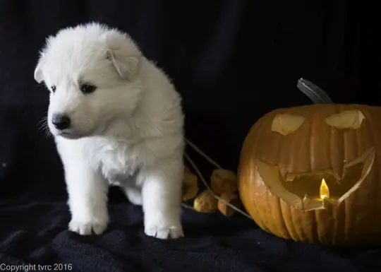 Zwitserse witte herder pup op 2 november 2016 Teef Zwart Zwitserse witte herder pup op 2 november 2016 Teef Zwart