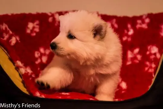 Zwitserse witte herder pup op 9 november 2016 teef roze Zwitserse witte herder pup op 9 november 2016 teef roze