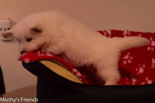 Zwitserse witte herder pup op 9 november 2016 teef groen Zwitserse witte herder pup op 9 november 2016 teef groen