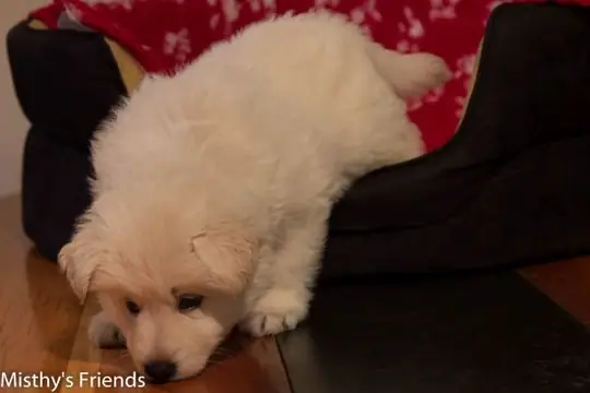 Zwitserse witte herder pup op 9 november 2016 Reu blauw Zwitserse witte herder pup op 9 november 2016 Reu blauw