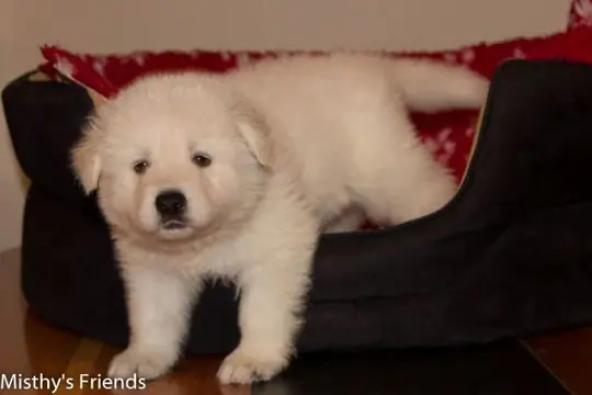 Zwitserse witte herder pup op 9 november 2016 Reu wit Zwitserse witte herder pup op 9 november 2016 Reu wit