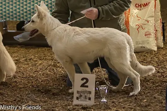 Kampioenschapsclubmatch 11 oktober 2015 - Misthy's Friend Lotus Lola - foto 3 Kampioenschapsclubmatch 11 oktober 2015 - Misthy's Friend Lotus Lola - foto 3