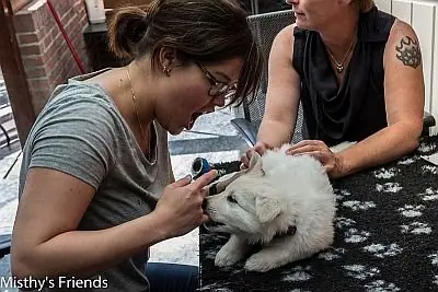 29 juni 2015 Dieren arts bezoek L nest pup Lotus Lola 29 juni 2015 Dieren arts bezoek L nest pup Lotus Lola