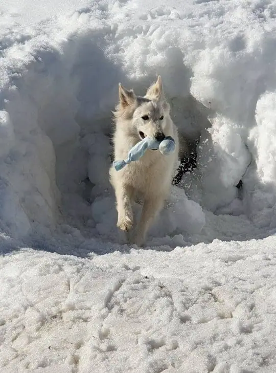 Sneeuw werk 2019