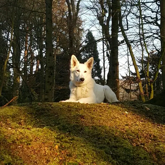 Misthy's Friends Misty - foto 11