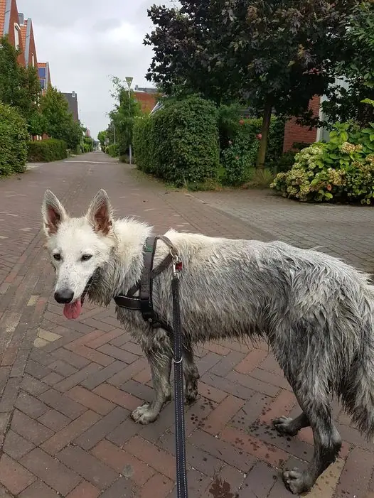 Zwitserse witte herder Mayka september 2016