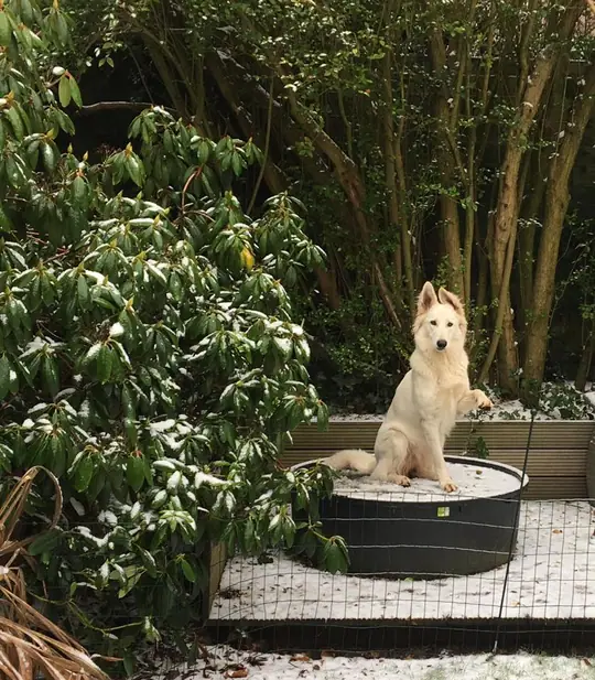 Misthy's Friends Suzie in de tuin